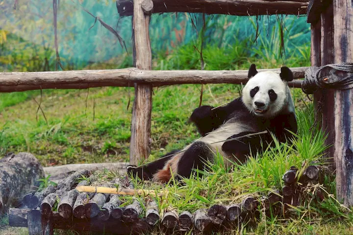 Atraksi Panda - Taman Safari Bogor