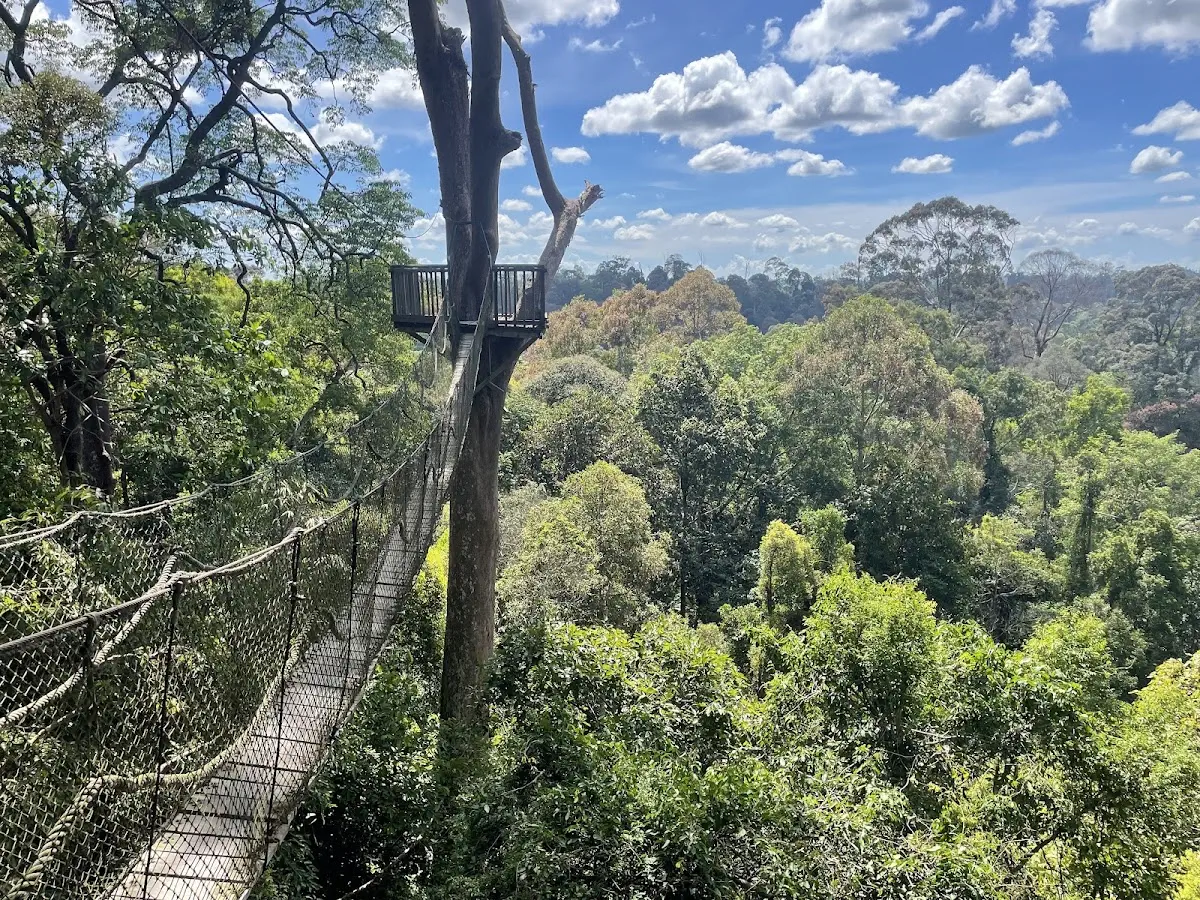 Bukit Bangkirai 2025: Info Tiket Masuk, Lokasi & Canopy Bridge Pertama di Indonesia