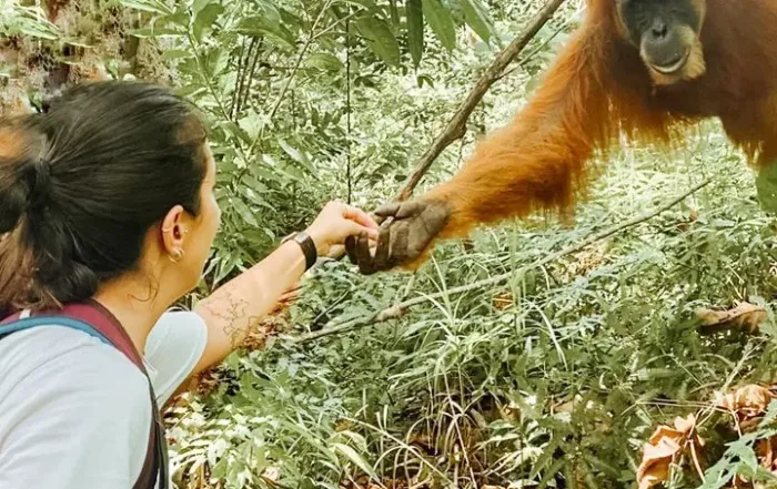 Bukit Lawang Kabupaten Langkat, Provinsi Sumatera Utara