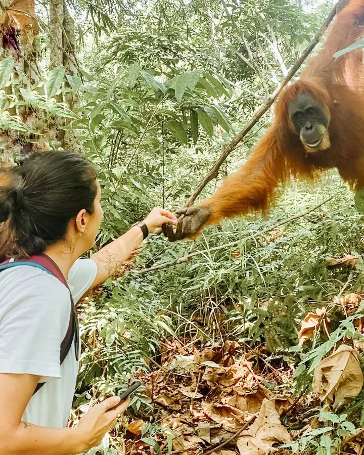 Bukit Lawang Tempat Perlindungan Orangutan Sumatera