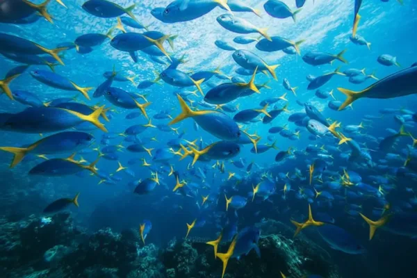 Diving Pulau una-una