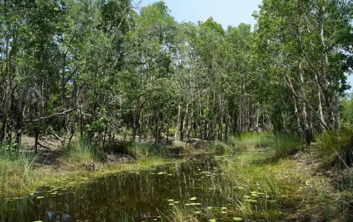 Flora dan fauna Taman Nasional Wasur