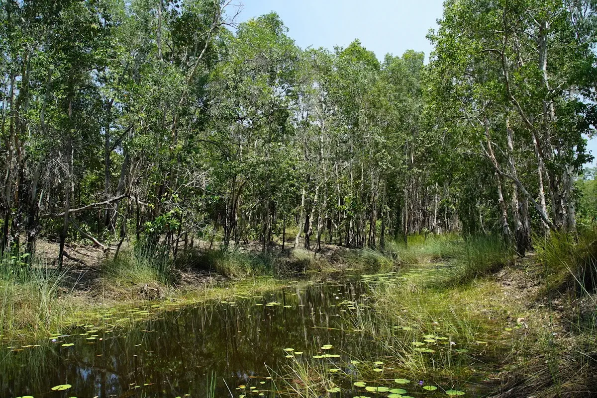 Mengenal Taman Nasional Wasur: Biodiversitas Lahan Basah Terpenting di Indonesia Timur