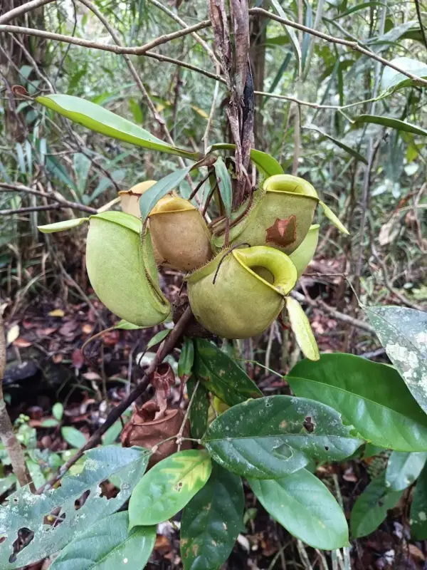 Flora dan fauna di Taman Nasional Sebangau
