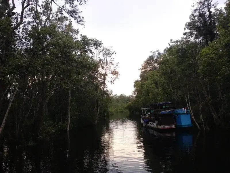 Flora dan fauna di Taman Nasional Tanjung Puting