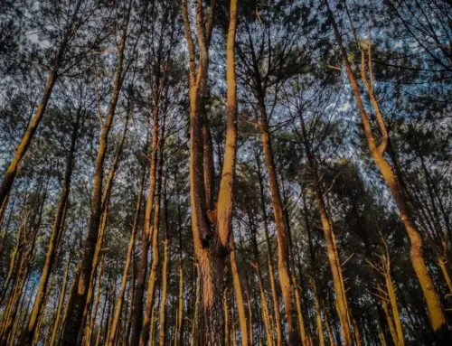 Hutan Pinus Pengger : Tiket Masuk, Daya Tarik dan Akses dari Malioboro