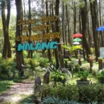 Hutan Pinus Semeru Malang Jawa Timur