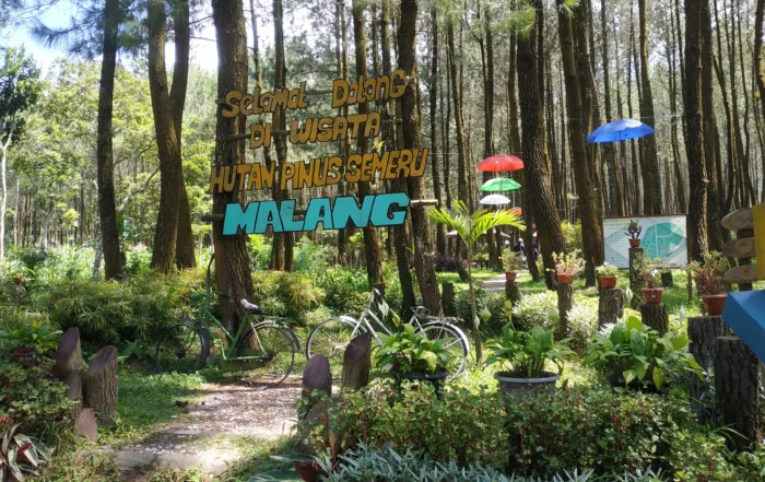Hutan Pinus Semeru Malang Jawa Timur