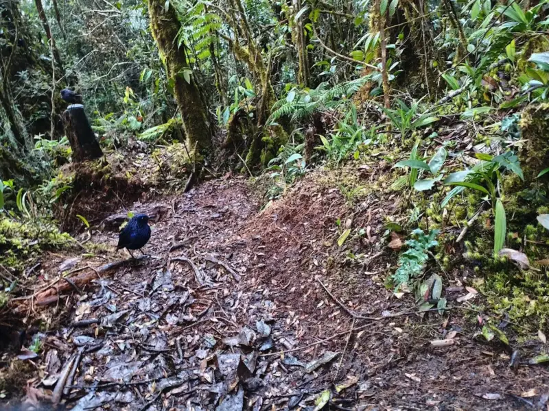 Sejarah Gunung Pesagi