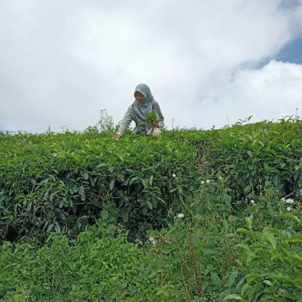 Kebun Teh Kayu Aro Kerinci Jambi