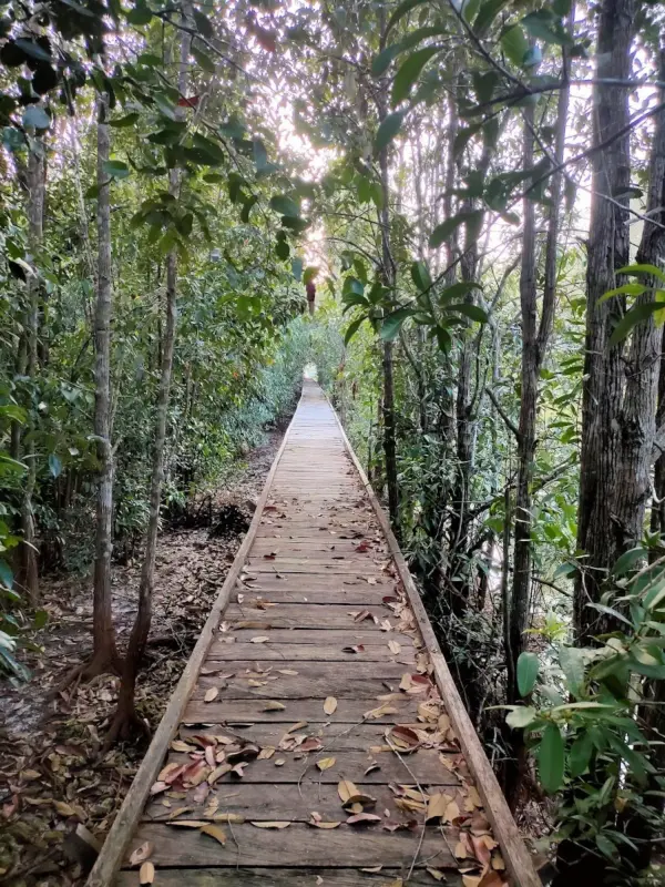 Lokasi Taman Nasional Sebangau