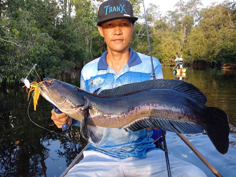 Mancing Ikan Tomang Di Kapuas Hulu Taman Nasional Danau Sentarum