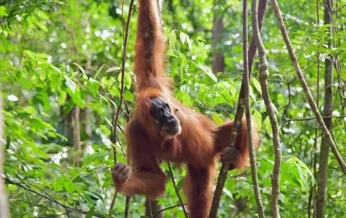 Orang Utan Sumatera Taman Nasional Gunung Leuser