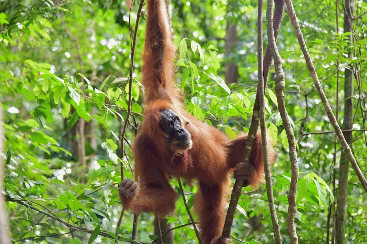 Mengapa TN Gunung Leuser adalah Laboratorium Alam Terbaik? (Fakta, Flora & Fauna Langka)