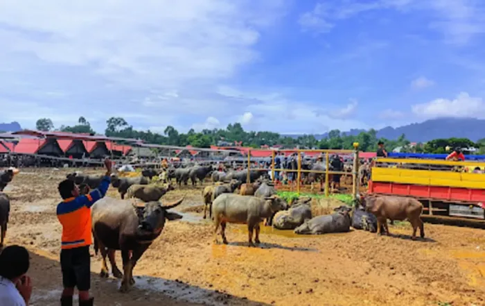Pasar Bolu Tana Toraja