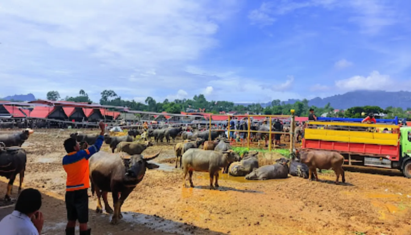 Pasar Bolu Tana Toraja