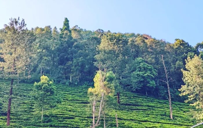 Puncak Cibodas Bogor