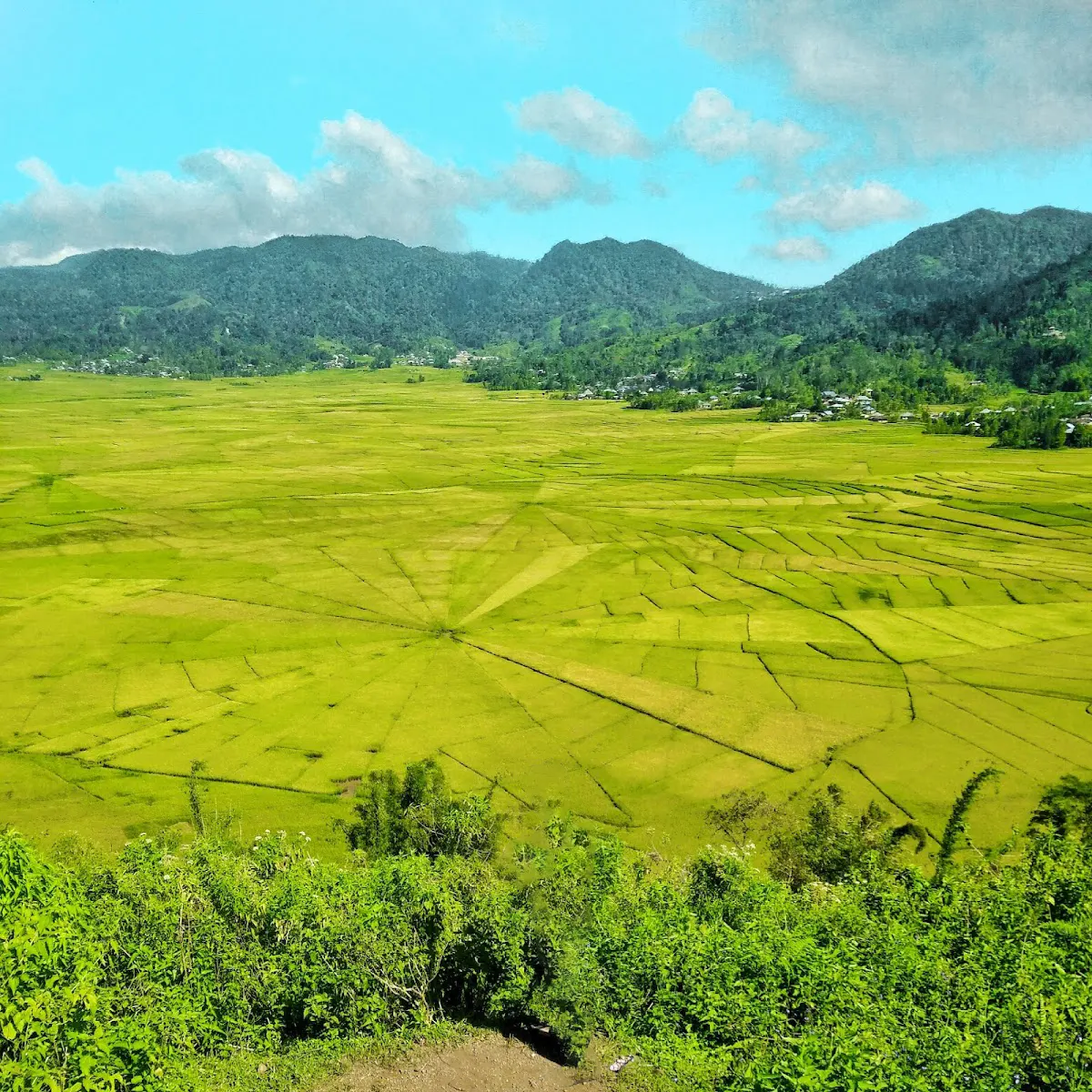 Sawah Lingko Spider Web Rice Fields Manggarai