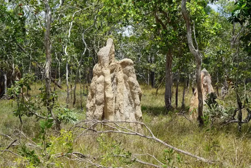 Sejarah taman nasional wasur
