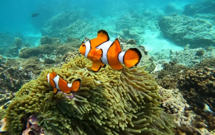 Snorking Pulau Rubiah Sabang