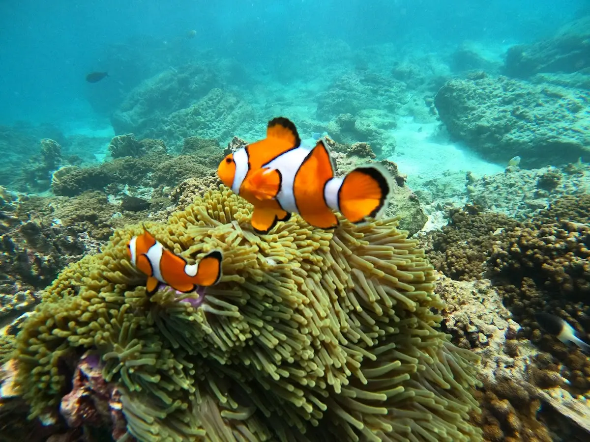 7+ Spot Diving Terbaik di Sabang (Pulau Weh) yang Wajib Kamu Selami