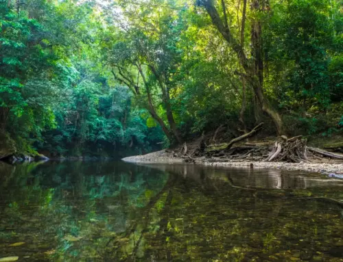 Jelajahi T.N. Betung Kerihun: Cagar Biosfer UNESCO, Rute & Biaya (Update 2026)