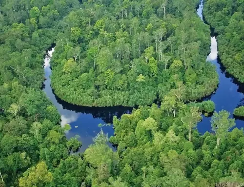 Taman Nasional Bukit Tiga Puluh: Surga Ekowisata & Habitat Harimau di Riau-Jambi
