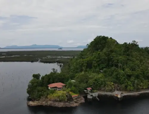 Danau Sentarum: Cagar Biosfer UNESCO yang Wajib Dikunjungi 2026 (Rute, Biaya & Aktivitas)