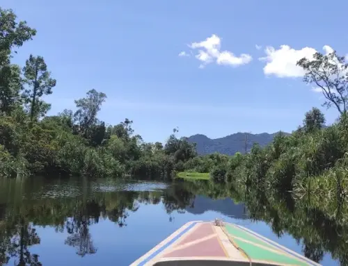 Menembus Jantung Borneo: Pesona Taman Nasional Gunung Palung, Surga Tersembunyi Rumah Orangutan