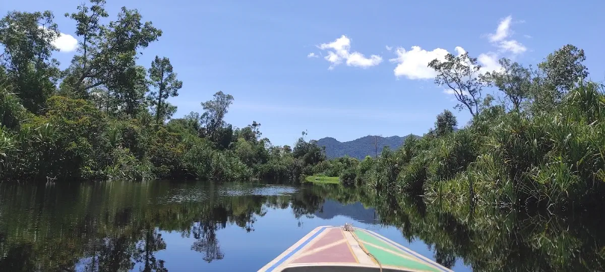 Menembus Jantung Borneo: Pesona Taman Nasional Gunung Palung, Surga Tersembunyi Rumah Orangutan