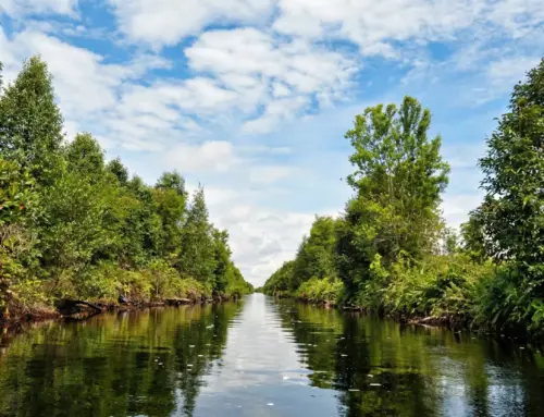 Wisata Taman Nasional Sebangau: Eksotisme Hutan Gambut & Habitat Orangutan Liar