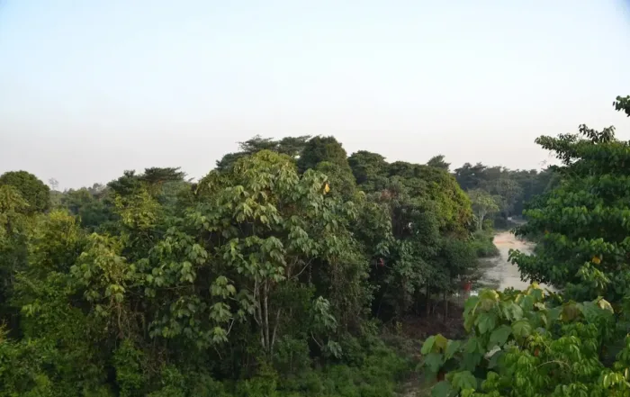 Taman Nasional Tesso Nilo