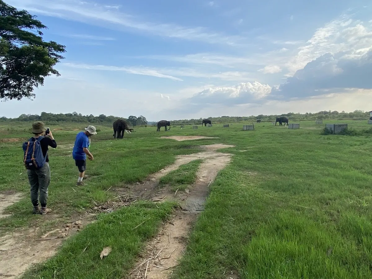 Jelajahi Taman Nasional Way Kambas: Atraksi Gajah, Savana, Harga Tiket & Rute 2025