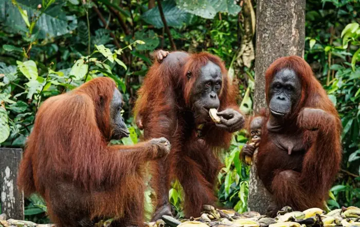 Taman nasional tanjung puting photos