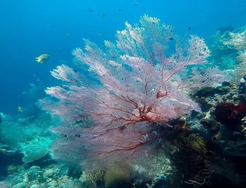 Teluk Weda Menjelajahai Taman Laut Dan Hutan Yang Menakjubkan