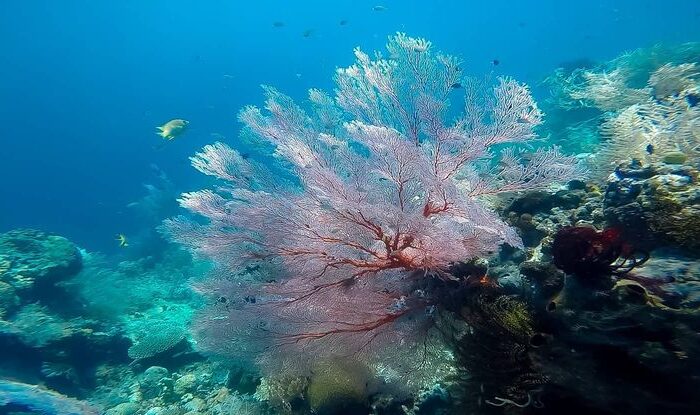 Teluk Weda Halmahera maluku utara