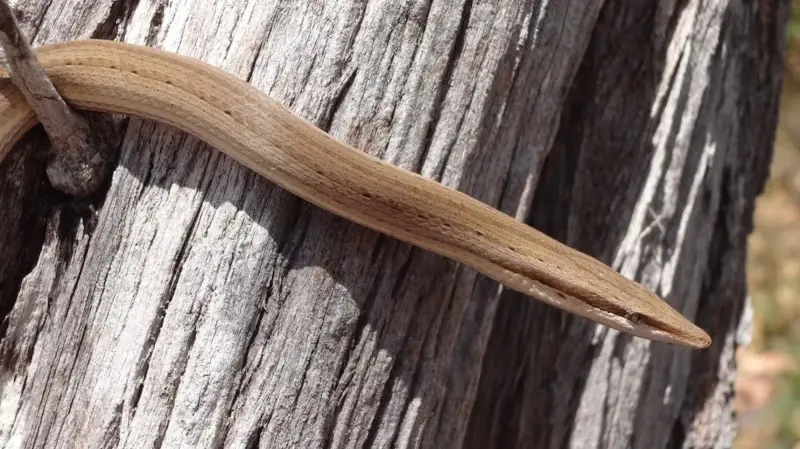 Ulasan Taman Nasional Wasur