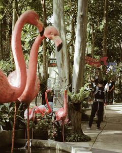 Taman burung Bird bromelia pavilion