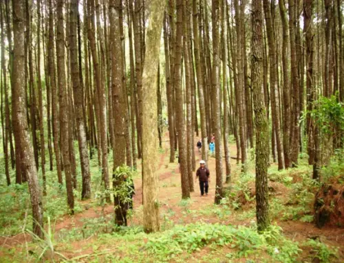 Hutan Pinus Imogiri Pesona Lain Dari Wisata Jogja