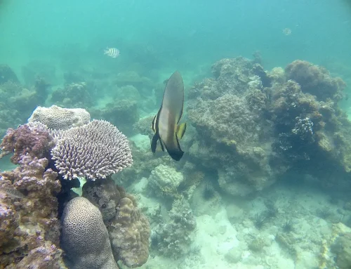 Menyelami Surga Blue Coral di Pulau Abang Batam, Destinasi Wajib Coba!
