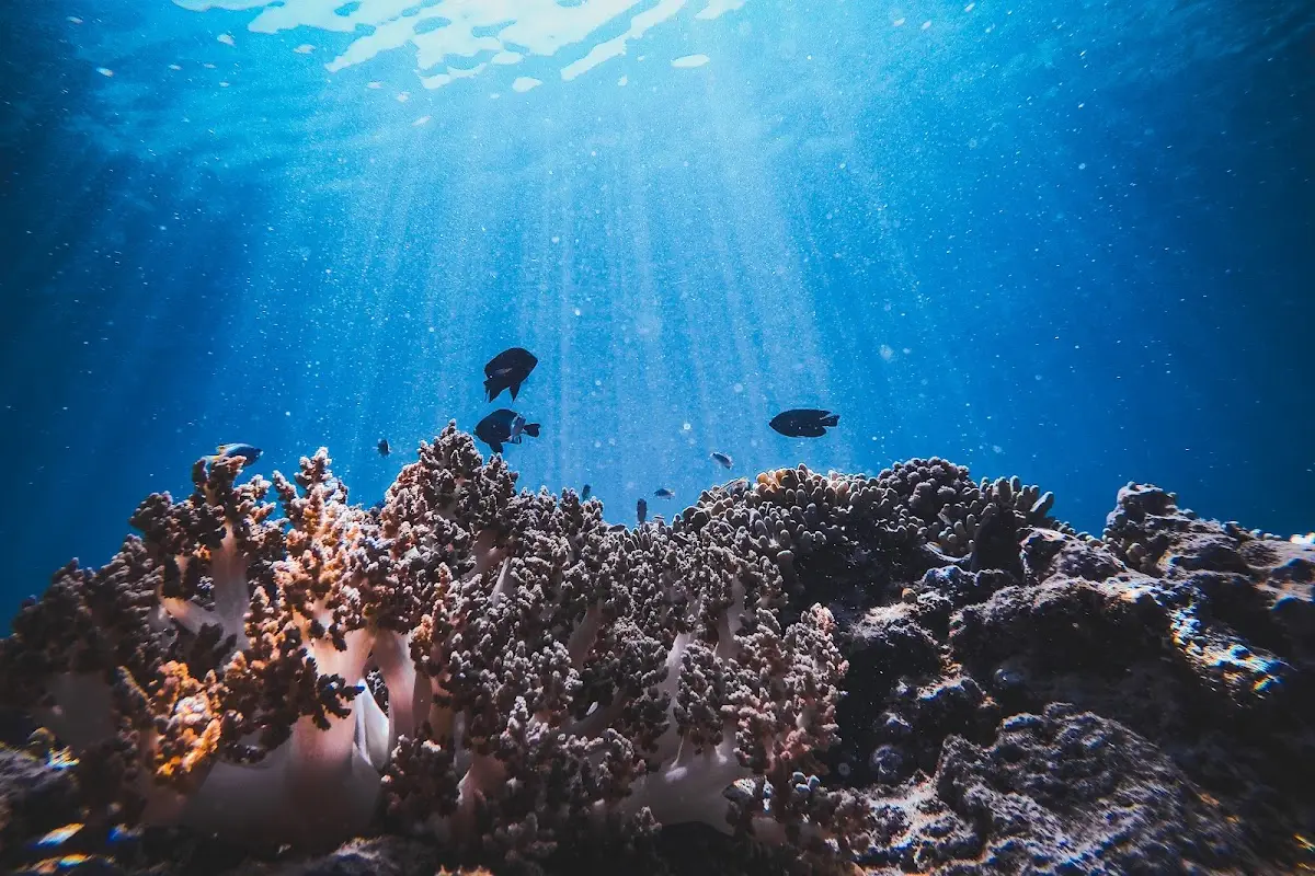 Rute ke Pulau Menjangan (dari Bali & Banyuwangi) & 5 Spot Snorkeling Terbaik