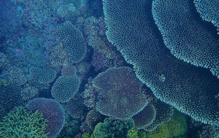 Gugusan Karang Pulau Kadidiri