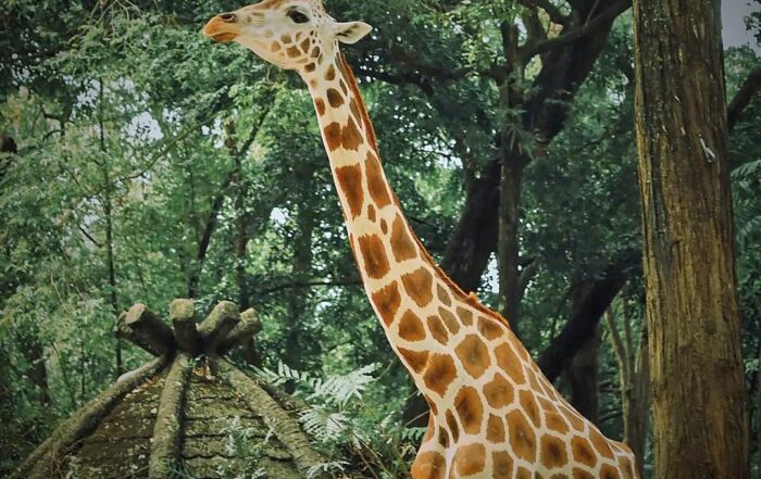 Kebun Binatang Ragunan Jakarta