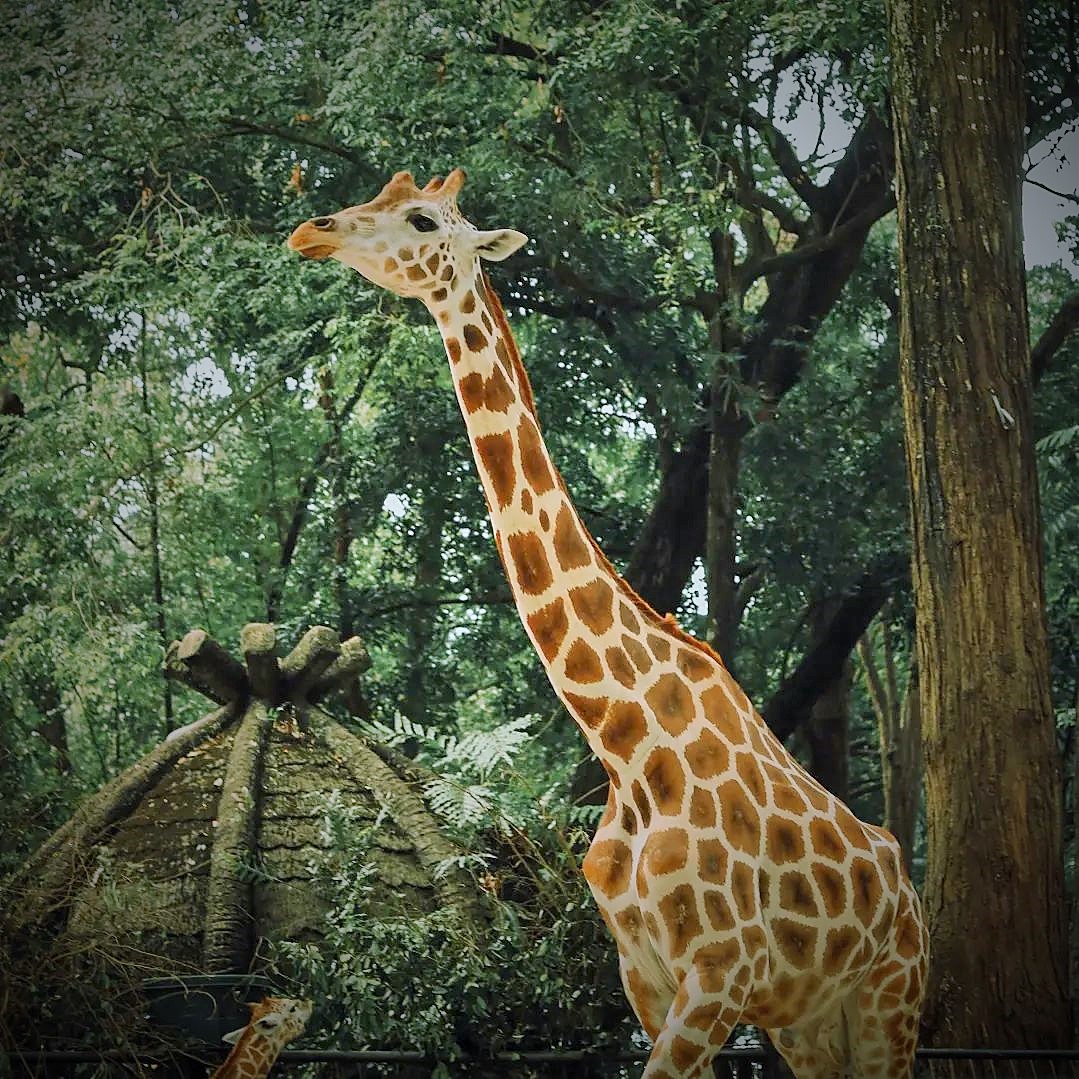 Panduan Komprehensif Kunjungan Anda ke Kebun Binatang Ragunan: Tips dan Trik
