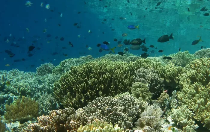 Pulau Tomia Taman Nasional Wakatobi Kabupaten Wakatobi Sulawesi Tenggara