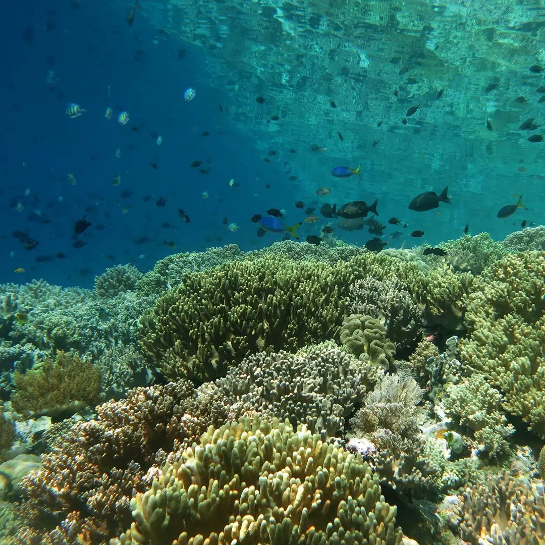 “Rekomendasi Wisata Wakatobi: Transportasi, Hotel, dan Liburan Seru yang Harus Dicoba!”