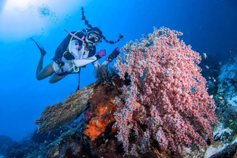 ilustrasi snorkeling di Pulau Wayag Raja Ampat Papua Barat