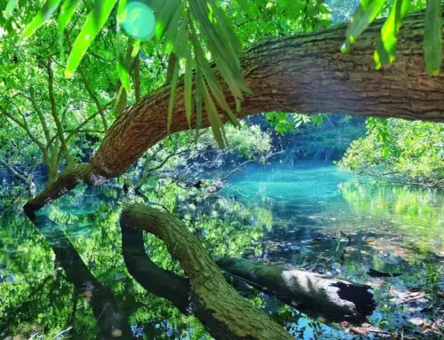 Danau Laputi Di Sumba Timur Danau Yang Jernih Dan Mitos Belut Apu