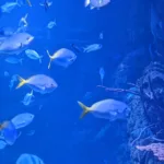 Jakarta AQuarium Safari