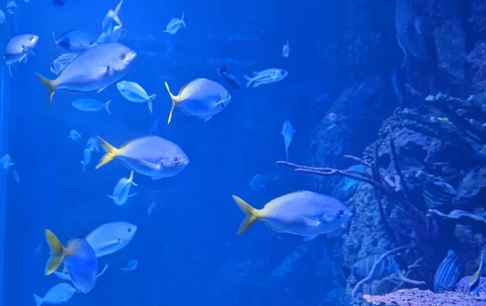 Jakarta AQuarium Safari